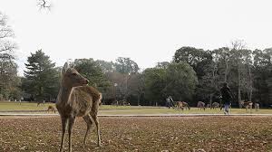 Jadwal buka puasa ini berdasarkan jadwal imsakiyah dari kementerian agama republik indonesia. Serunya Bercengkrama Dengan Rusa Liar Di Taman Nara Foto Tempo Co