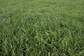 Image result for Phalaris