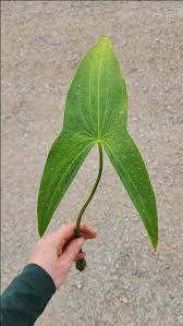 Image result for Steganotaenia hockii