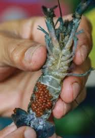 We did not find results for: Anim Agro Technology Udang Kara Air Tawar Potensi Besar