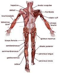 Most will label a diagram of muscle with its structures. Muscle Diagrams Of Major Muscles Exercised In Weight Training