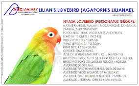 The Official List For Agapornis African Lovebirds African Lovebirds Love Birds Love Birds Pet