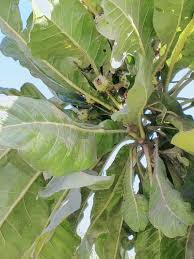 Image result for Anthocleista