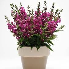 Pin On Angelonia