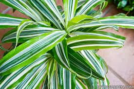 Collection by deb kasouf • last updated 3 days ago. How To Repot Dracaena Lemon Lime Joy Us Garden