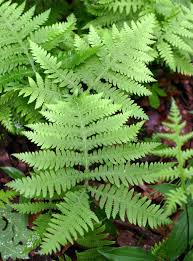 Image result for Thelypteridaceae