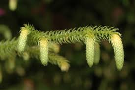 Image result for Lycopodiella cernua