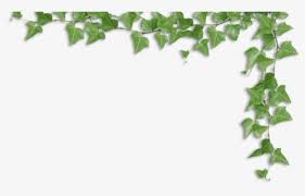 Including transparent png clip art, cartoon, icon, logo, silhouette, watercolors, outlines, etc. Free Ivy Vine Clip Art With No Background Clipartkey