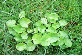 Grassy weeds are unwanted grass types that grow in home lawns. Know The Facts About Unwanted Weeds Blog Nurserylive Com Gardening In India