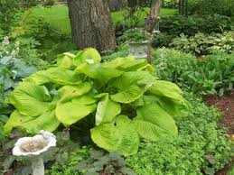 See our wide selection of plants and flowers, including trees, roses, ferns, annuals, perennials and much more. The Best Hostas To Plant In Sun Diy