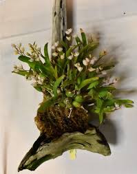 Image result for Polystachya ottoniana