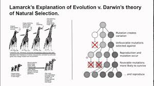 Lamarcks Theory Vs Darwin Youtube