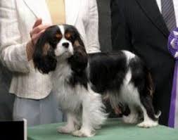 Black And Tan Cavalier With White Black And Tan Looks Like My Jack All Grown Up With Images Cavalier King Charles Dog King Charles Dog Cavalier King Charles