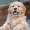 Golden retriever puppies for sale: 1