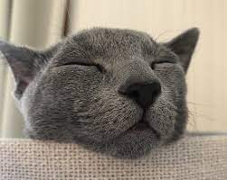 ボード 今日のねこちゃん のピン