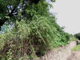 Image result for Lycium mascarenense