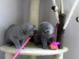 A kitten that is 2 to 4 weeks old will have its baby incisors coming in. 13 Week Old Kittens Having Fun Youtube