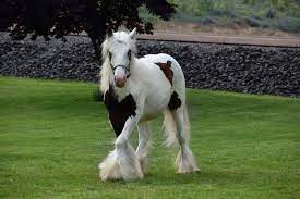 You may be shocked when knowing beside that, you should do grooming for your horse to make the mane more attractive. Gypsy Horses For Sale Dalosto Farms Llc