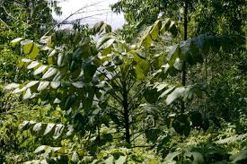 Image result for Polyscias fulva