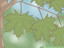 3 Ways To Identify Sugar Maple Trees Wikihow