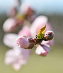 Sep 21, 2017 · the best fruit trees to grow in central texas peaches. Early Bloom Across State Leaves Texas Fruit Orchards Exposed To Possible Late Freeze Wacotrib Com