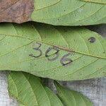 Image result for Antidesma membranaceum