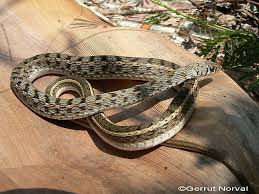 Image result for Amphiasma