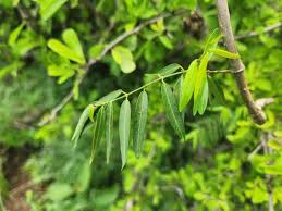 Image result for Periploca linearifolia