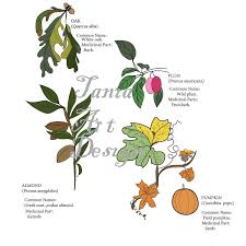 botanical postertree leaves posters download botanical art etsy botanical poster botanical art botanical