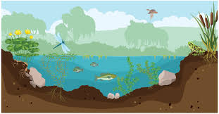Wildlife ponds should get some decent sun in the spring to warm the water for spawning, and plants need enough light to photosynthesize, however the more sun it gets the more. The Pond Ecosystem Purdue Extension Pond And Wildlife Management
