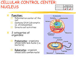 Can plant cells lack nuclei. Chapter 7 Cell Structure And Function Aligned With 7 1 Intro Sheet And 7 2 Cell Structure Chart Important My Hope Is That You Will Use This On Your Ppt Download