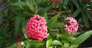 Image result for Hymenodictyon parvifolium