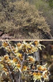 Image result for Hexalobus monopetalus