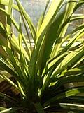 Image result for Chlorophytum bulbinifolium
