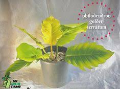 Philodendron Golden Serratum