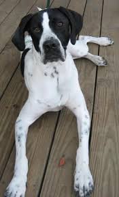 Black And White Spotted Dog With Blue Eyes The Best English Pointer Dog English Pointer Puppy Pointer Dog