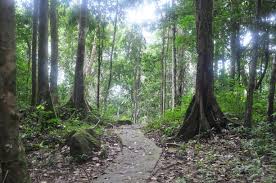 2 maut, 1 dikhuatiri hilang. Misteri Perkampungan Bunian Di Gunung Jerai Kosmo Digital