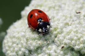 Mother ladybugs lay their eggs on the underside of leaves. Keep Ladybugs Out Of Your House Hgtv
