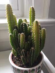 Fairy castle cactus is native to brazil, uruguay, and argentina. Is My Fairy Castle Cactus Ok Lots Of Yellow Tips In A South Facing Window And Water Every Other Week Plantclinic
