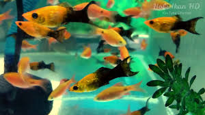 Ikan tongkol balado terbuat dari ikan tongkol, cabai merah, bawang merah, jahe, dan jeruk nipis. Ikan Hias Air Tawar Ukuran Kecil Warna Orange Hitam Paling Populer Untuk Aquarium Youtube
