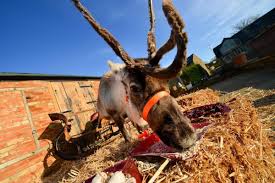 Deer like to eat carrots more than green grass. Reindeers Don T Like Carrots And Struggle To Eat Them Animal Expert Warns The Independent The Independent