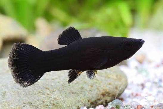 Molly black - Poecilia sphenops | Garnelio EN
