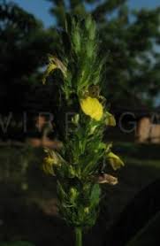 Image result for Justicia flava