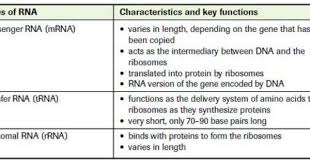 Types Of Rna Molecular Biology Central Dogma Protein Synthesis