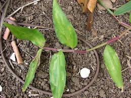 Image result for Commelina