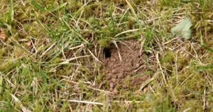 Small Holes In Yards Tips For Identifying Holes Throughout The Lawn Digging Holes Lawn And Garden Lawn Pests