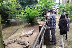 Apakah tanggal 31 oktober tsi buka seperti biasa.? Buka Kembali Begini Kondisi Kebun Binatang Bandung Di Hari Pertama Layani Pengunjung Pikiran Rakyat Tasikmalaya