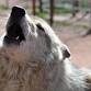 Howl O Ween
