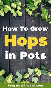 5 Easy Tricks How To Grow Hops Plants The Gardening Dad Hops Plant Growing Citrus Citrus Trees