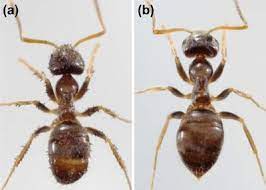 Carpenter ants in massachusetts and new hampshire. Lasius Neglectus Antwiki